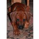 Sugar Boy Chaka, Rhodesian Ridgeback Welpen - Rüde