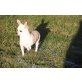 Sugar, Chihuahua kurzhaariger Schlag - Hündin