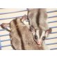 Sugar Glider - männlich