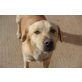 Sugar, Labrador - Rüde