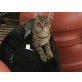 Sugar - lien,fröhl,schmusig, hunde/katzenverträgl - Hauskatze - Katze