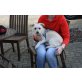 Suka, Westie Mischling - Hündin