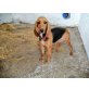 Suki, Beagle Mix - Hündin