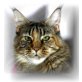 Suki, Maine Coon - Katze
