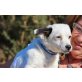 Suki, super,kleiner Familienhund - Rüde