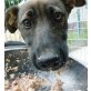 Sula  armes kleines Mädchen, Labrador  Mix Welpen - Hündin