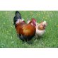 Sulmtaler Huhn - männlich