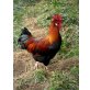 Sulmtaler Huhn - männlich