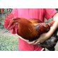 Sulmtaler Huhn - männlich