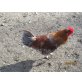 Sulmtaler Huhn - männlich