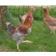 Sulmtaler Huhn - männlich