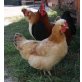 Sulmtaler Huhn - weiblich