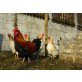 Sulmtaler Huhn - weiblich
