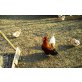 Sulmtaler Huhn - weiblich