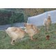 Sulmtaler Huhn - weiblich
