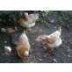Sulmtaler Huhn - weiblich