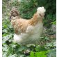 Sulmtaler Huhn - weiblich