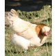 Sulmtaler Huhn - weiblich