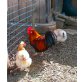 Sulmtaler Huhn - weiblich