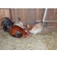 Sulmtaler Huhn - weiblich