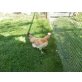 Sulmtaler Huhn - weiblich