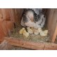 Sulmtaler Huhn - weiblich