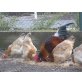 Sulmtaler Huhn - weiblich