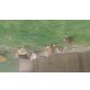 Sulmtaler Huhn - weiblich