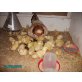 Sulmtaler Huhn - weiblich