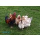 Sulmtaler Huhn - weiblich