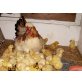 Sulmtaler Huhn - weiblich