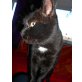 Sultan, Europäische Kurzhaarkatze - Kater