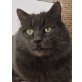 Sultan, Pflegestelle in 83646 Bad Tölz (FIV+) - Kater