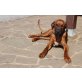 Sultan, Rhodesian Ridgeback - Rüde