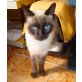 Sumatra-Notfall, Siamesen - Katze