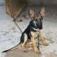 Sumi, dringender Notfall, Schäferhund Mischling Welpen - Hündin