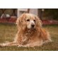 Summer, Cockerspaniel - Hündin