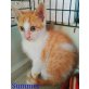 Summer, Europäische Kurzhaarkatze - Kater