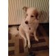 Summer, Jack Russel & West Highland - Hündin