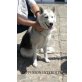 Summer, Malamute - Hündin