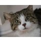 Summer, Mischling - Katze