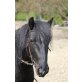 Summerdream, Fellpony - Tinker - Mix - Stute