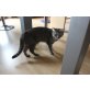 Summi, Perser und Hauskatze - Katze