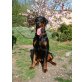 Sumo, Dobermann - Rüde