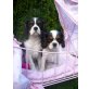 Sumsi und Sammy suchen einen Kuschelplatz, Cavalier King Charles Spaniel - Hündin
