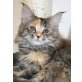 Sun, Maine Coon - Katze