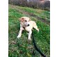 Sun, ein wahrer Sonnenschein, Retriever Mischling - Hündin