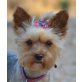 Sunday-NOTFALL, Yorkshire Terrier - Hündin