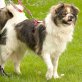 Sunito, Eurasier-Mix - Rüde