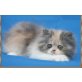 Sunlightcats..., Perser - Katze